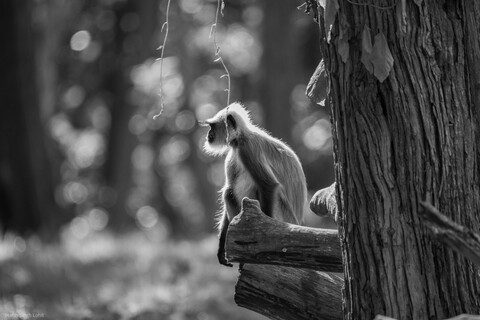 Kabini Forests. 2021