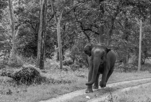 Kabini Forests. 2021
