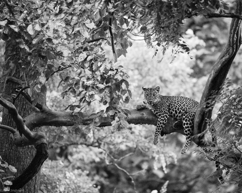 Kabini Forests. 2021