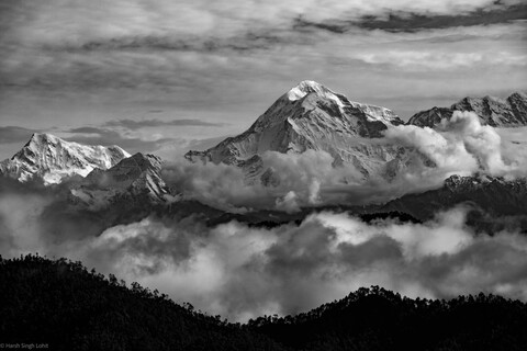 Kumaon Forests. 2021