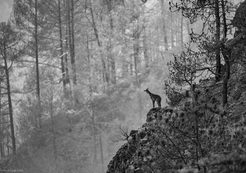 Kumaon Forests. 2021