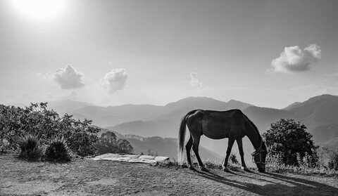 Jeeling, Kumaon Forests. 2021