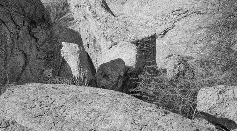 Jawai, Rajasthan. February 2022