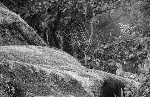 Jawai, Rajasthan. February 2022