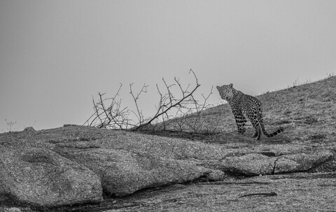 Jawai, Rajasthan. February 2022