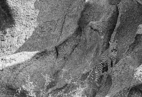 Jawai, Rajasthan. February 2022