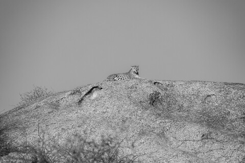 Jawai, Rajasthan. February 2022