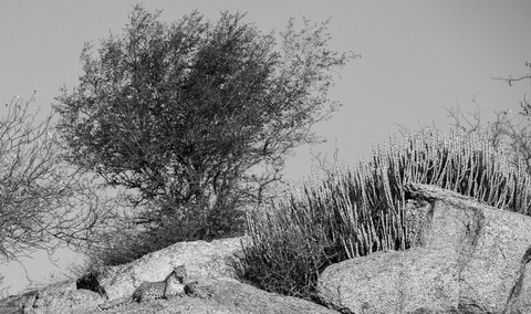 Jawai, Rajasthan. February 2022