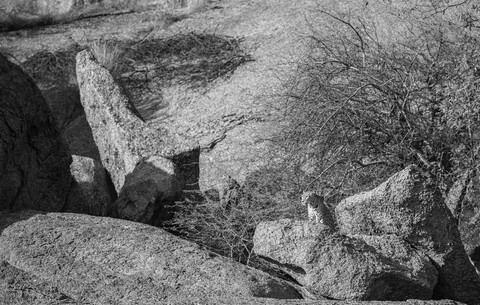 Jawai, Rajasthan. February 2022