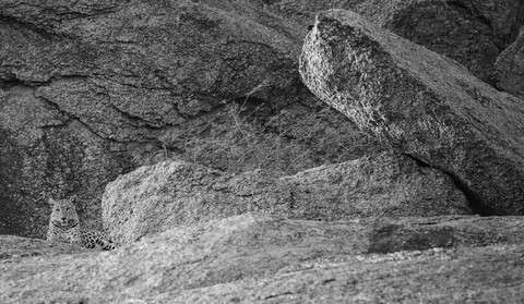 Jawai, Rajasthan. February 2022