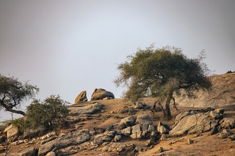 Jawai, Rajasthan. February 2022