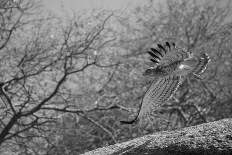 Jawai, Rajasthan. February 2022