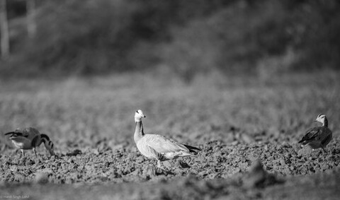 Jawai, Rajasthan. February 2022