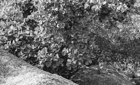 Jawai, Rajasthan. February 2022