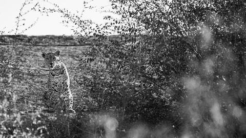 Jawai, Rajasthan. February 2022