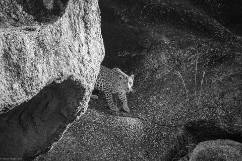 Jawai, Rajasthan. February 2022