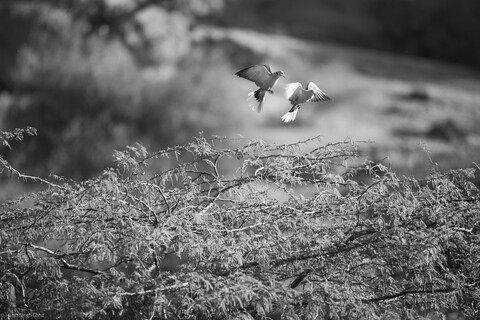 Jawai, Rajasthan. February 2022