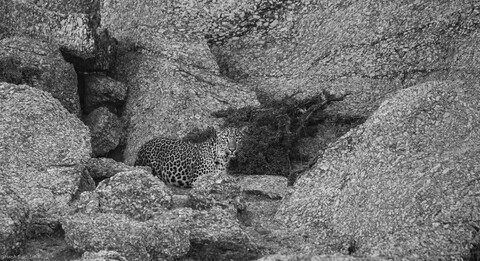 Jawai, Rajasthan. February 2022