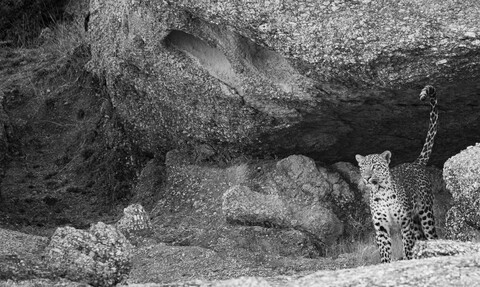 Jawai, Rajasthan. February 2022