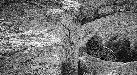 Jawai, Rajasthan. February 2022