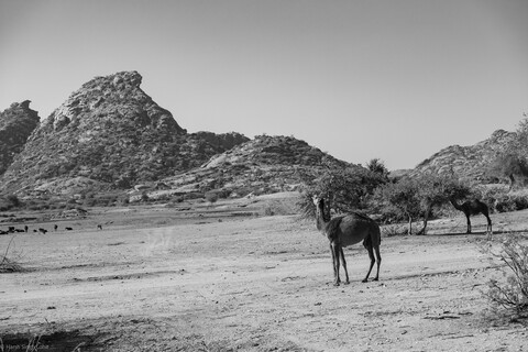 Jawai, Rajasthan. February 2022
