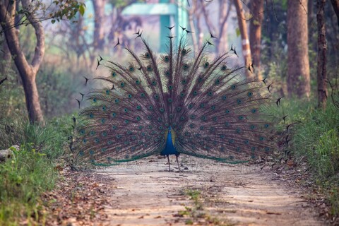 The Incongruences of Pilibhit. Uttar Pradesh. April 2022