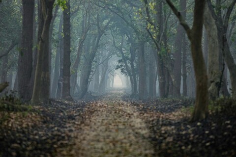 The Incongruences of Pilibhit. Uttar Pradesh. April 2022