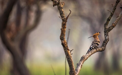 The Incongruences of Pilibhit. Uttar Pradesh. April 2022