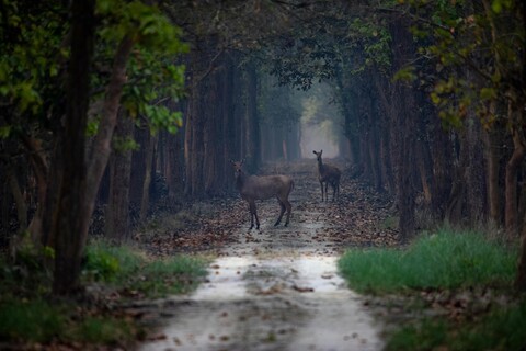 The Incongruences of Pilibhit. Uttar Pradesh. April 2022