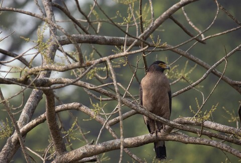 The Incongruences of Pilibhit. Uttar Pradesh. April 2022