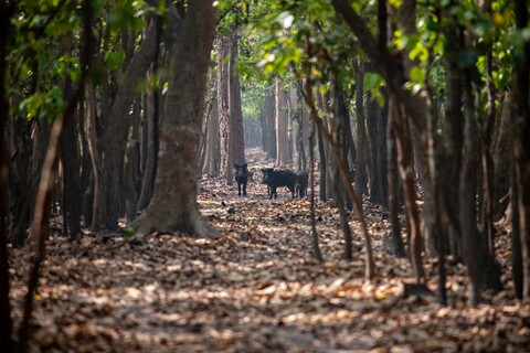 The Incongruences of Pilibhit. Uttar Pradesh. April 2022