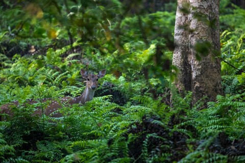 The Incongruences of Pilibhit. Uttar Pradesh. April 2022