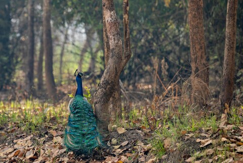 The Incongruences of Pilibhit. Uttar Pradesh. April 2022