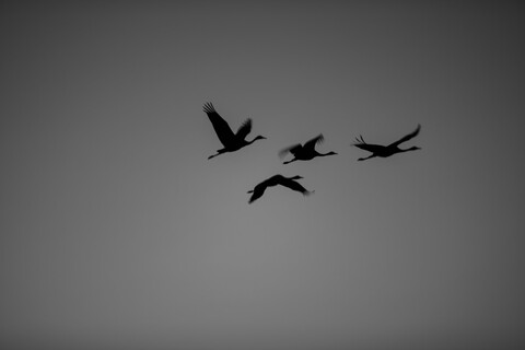 Desert Freedom, Rann of Kutch, Gujarat, January 2023