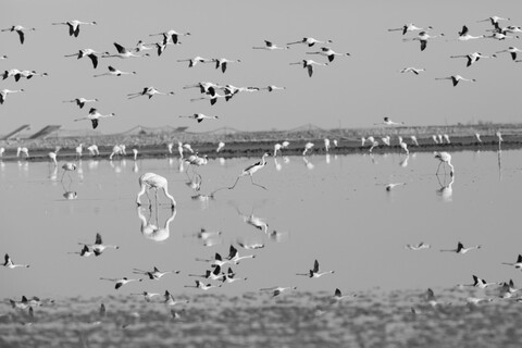 Desert Freedom, Rann of Kutch, Gujarat, January 2023