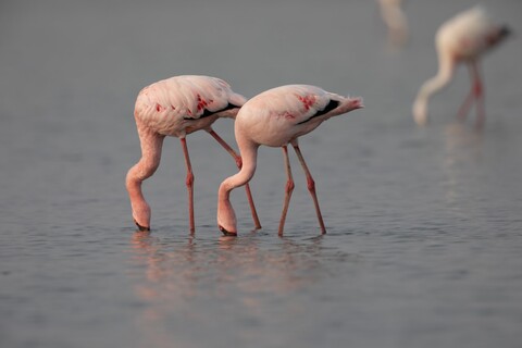Desert Freedom, Rann of Kutch, Gujarat, January 2023