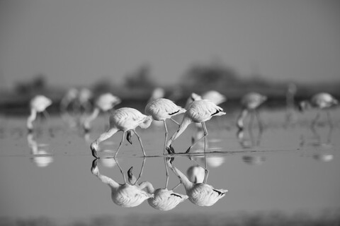 Desert Freedom, Rann of Kutch, Gujarat, January 2023