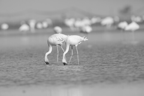 Desert Freedom, Rann of Kutch, Gujarat, January 2023