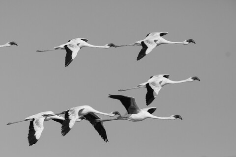 Desert Freedom, Rann of Kutch, Gujarat, January 2023