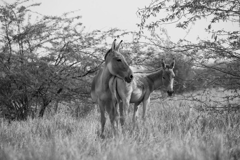 Desert Freedom, Rann of Kutch, Gujarat, January 2023
