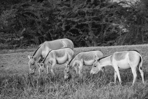 Desert Freedom, Rann of Kutch, Gujarat, January 2023
