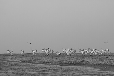 Desert Freedom, Rann of Kutch, Gujarat, January 2023