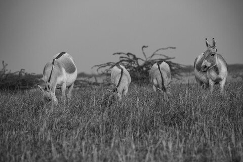 Desert Freedom, Rann of Kutch, Gujarat, January 2023