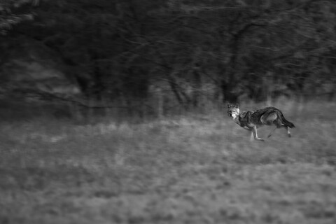 Desert Freedom, Rann of Kutch, Gujarat, January 2023