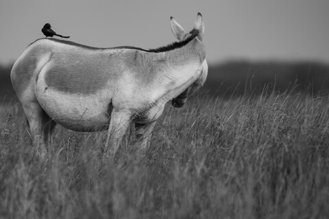 Desert Freedom, Rann of Kutch, Gujarat, January 2023