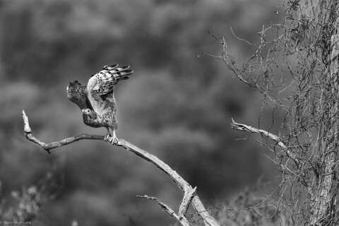 Sariska, Rajasthan, April 2023