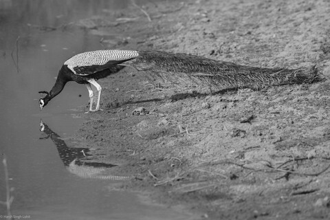 Sariska, Rajasthan, April 2023