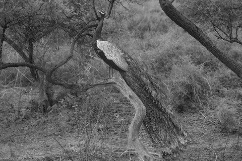 Sariska, Rajasthan, April 2023