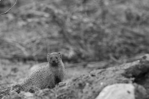 Sariska, Rajasthan, April 2023