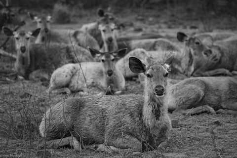 Sariska, Rajasthan, April 2023